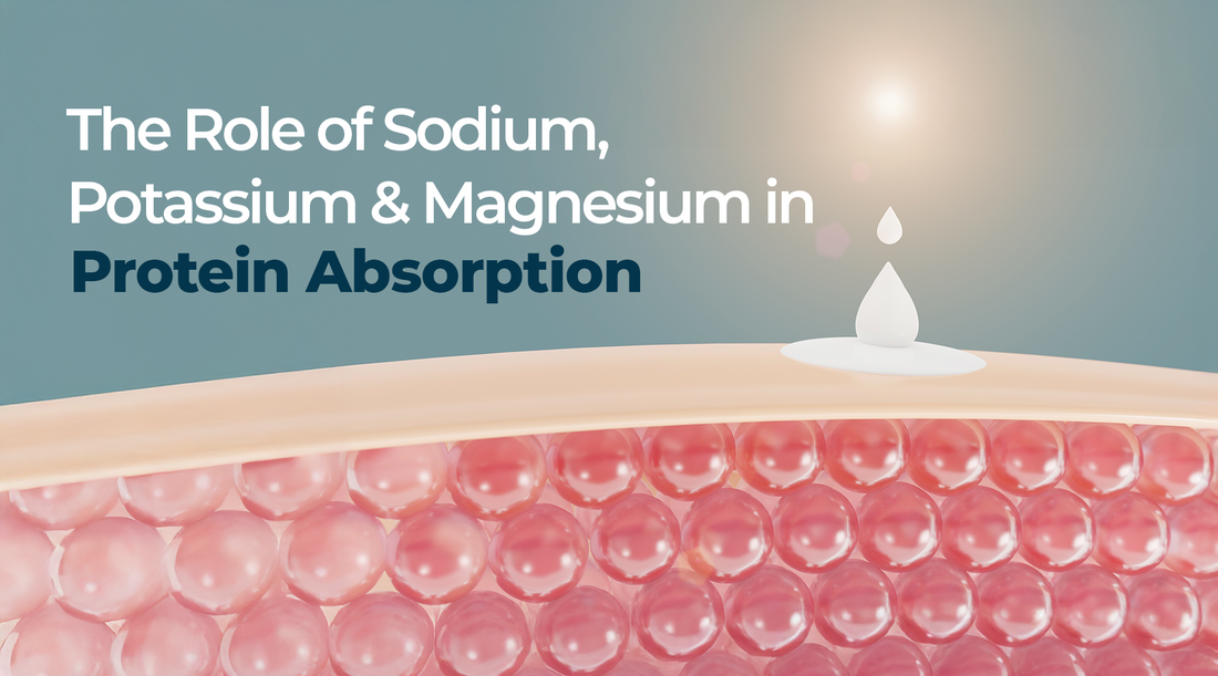 The Role of Sodium, Potassium, and Magnesium in Protein Absorption