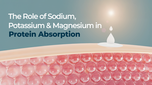 The Role of Sodium, Potassium, and Magnesium in Protein Absorption